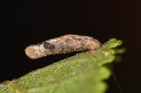 Coleophora badiipennella