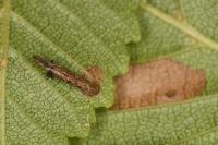 Coleophora badiipennella