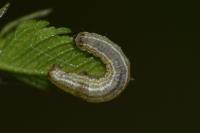 Operophtera brumata