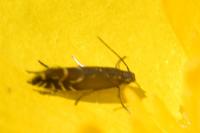 Glyphipterix simpliciella