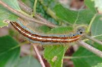 Malacosoma neustria