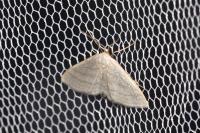 Idaea subsericeata