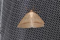 Petrophora chlorosata