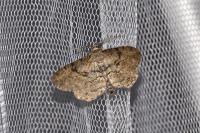 Peribatodes rhomboidaria