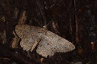 Hypomecis punctinalis