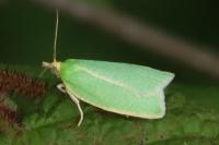 Tortrix viridana