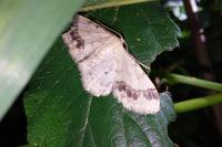 Idaea trigeminata