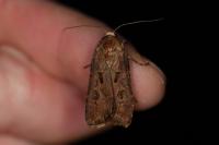Agrotis exclamationis