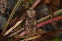 Agrotis puta