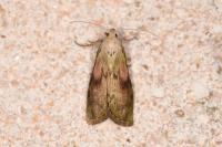 Aphomia sociella