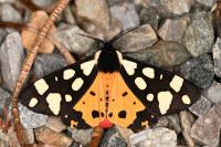 Arctia villica