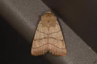 Charanyca trigrammica