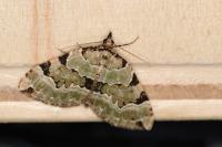 Colostygia pectinataria