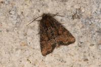 Oligia latruncula/strigilis/versicolor