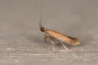 Coptotriche marginea