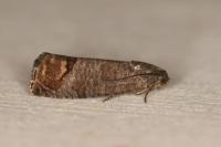 Cydia pomonella
