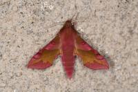 Deilephila porcellus