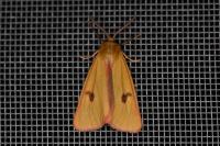 Diacrisia sannio