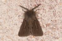Diaphora mendica