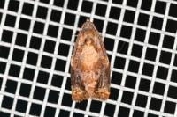 Ditula angustiorana