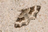 Epirrhoe rivata