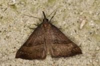 Hypena proboscidalis