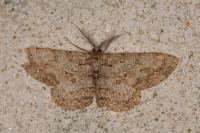 Hypomecis punctinalis