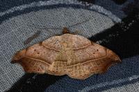 Laspeyria flexula