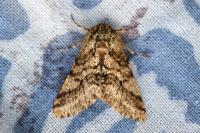 Lycia hirtaria