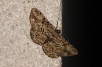Peribatodes rhomboidaria