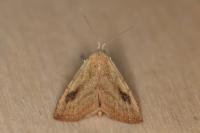 Rivula sericealis