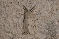 Spilosoma lubricipeda