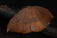 Watsonalla uncinula