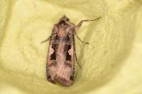 Xestia c-nigrum
