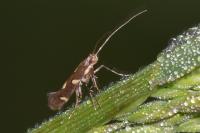 Calybites phasianipennella