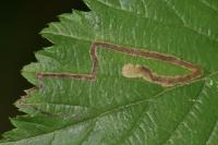 Stigmella aurella