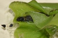 Archips xylosteana
