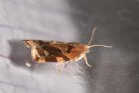 Archips xylosteana