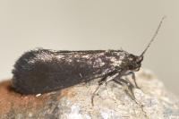 Psychoides verhuella