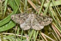 Cleorodes lichenaria