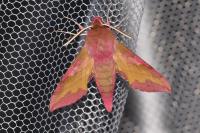 Deilephila porcellus