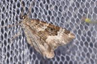Epirrhoe alternata
