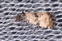 Cochylis atricapitana