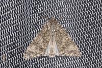 Acronicta megacephala