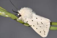 Spilosoma lubricipeda