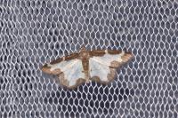 Lomaspilis marginata