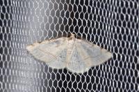 Stegania trimaculata