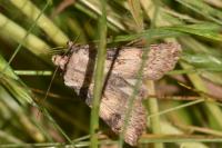 Agrotis puta