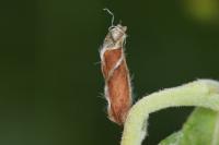 Coleophora lusciniaepennella