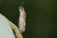 Coleophora lusciniaepennella